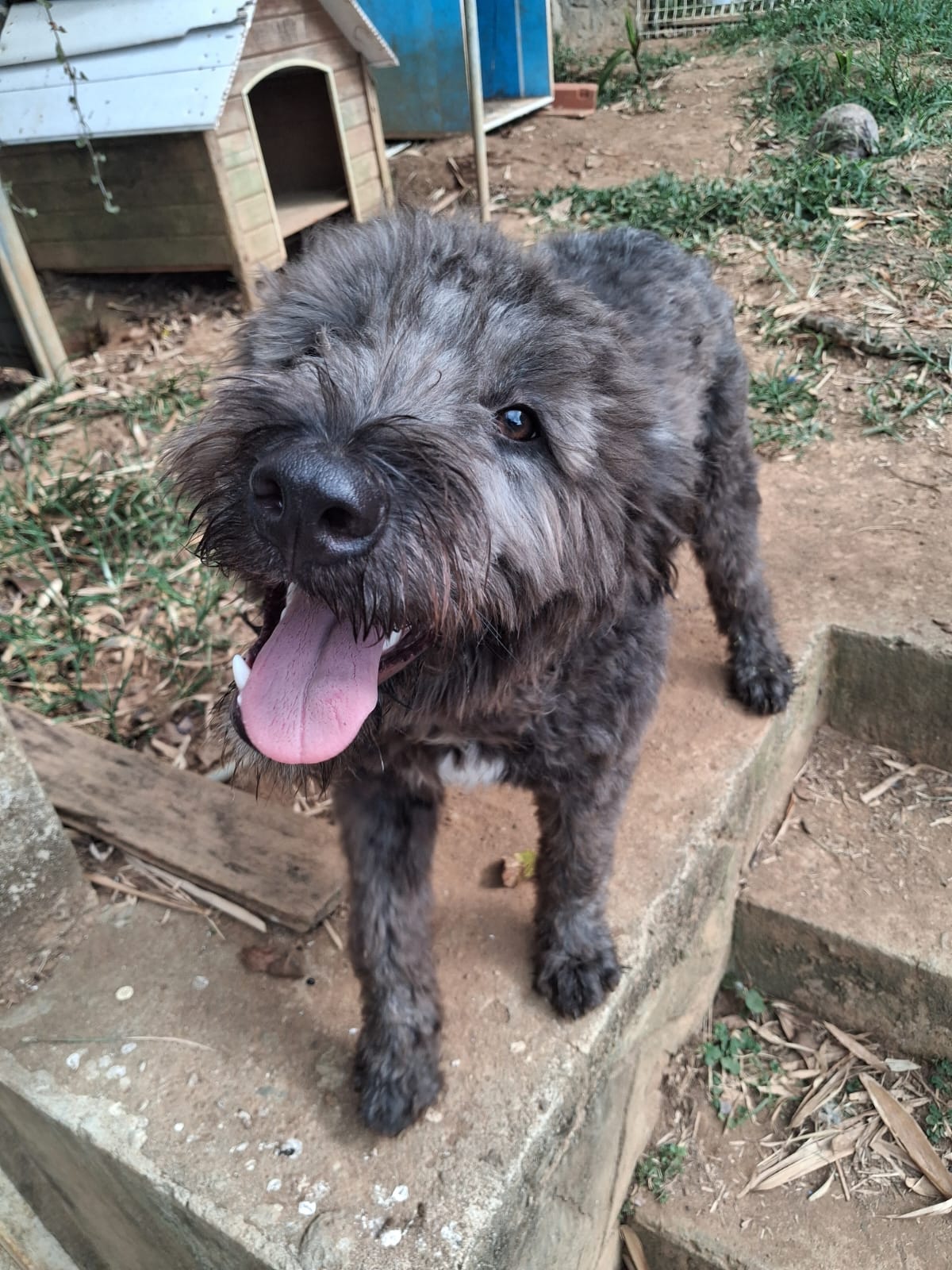 Chiens à adopter